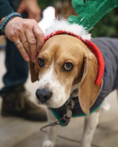 Janis's dog, Teak, adorned with a Christmas-themed reindeer antler headband.