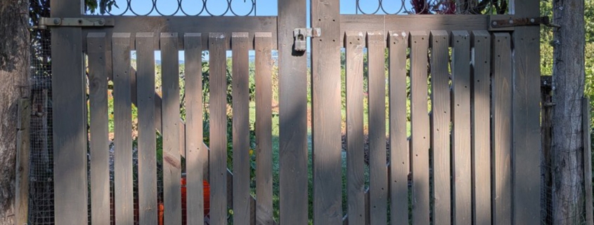 Best In Show: Kris Medic